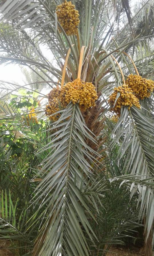 Ecologie Oasis Tafilalt Chez L' Habitant Hotel Errachidia Bagian luar foto